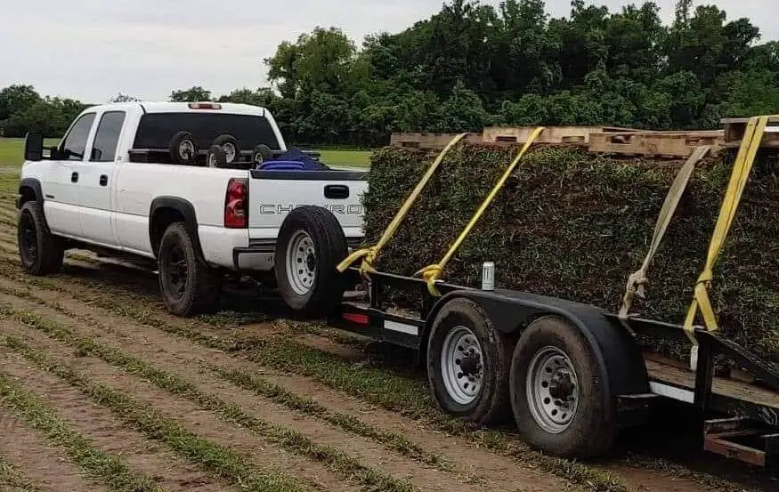 chevrolet silverado pickup truck hauling sod grass on a trailer