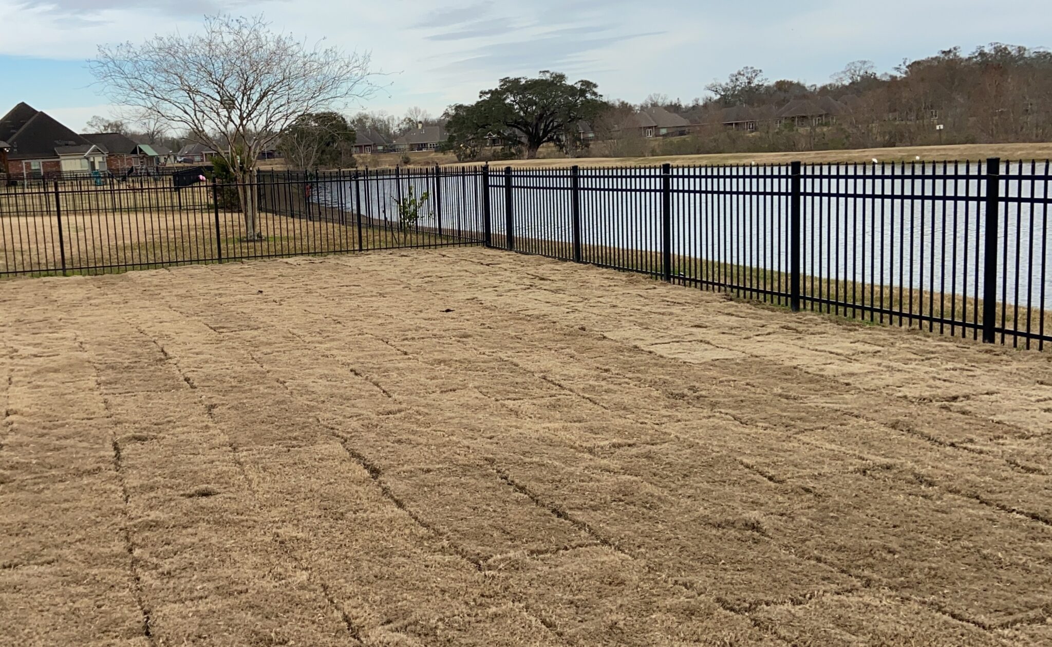 Can You Lay Sod In The Winter