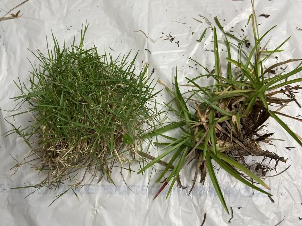bermuda grass vs centipede grass