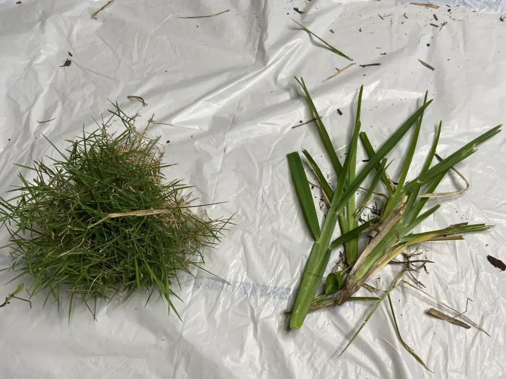 Bermuda grass vs St Augustine grass