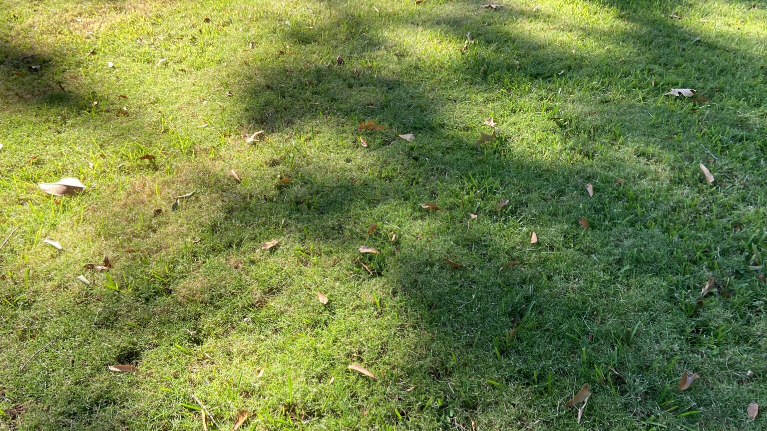 What Does Bermuda Grass Look Like Bermuda Grass Identification