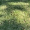 bermuda grass lawn with st augustine and centipede grass growing together.
