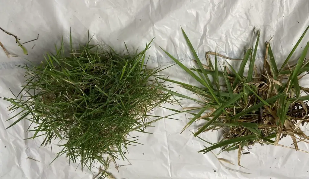 bermuda grass vs zoysia grass - this is medium blade zoysia japonica grass